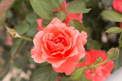 Close-up of pink rose