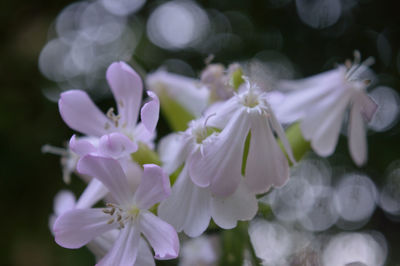 Close-up of purple flowers