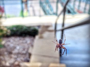 Close-up of spider
