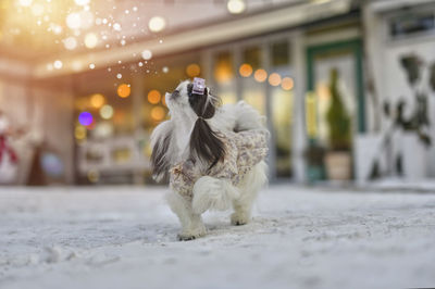 Close-up of dog on street