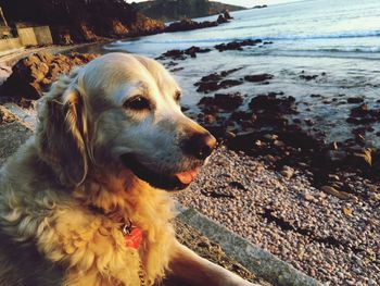 Close-up of dog at beach