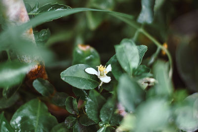 Close-up of flowering plant