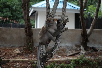 Close-up of lion hanging on tree