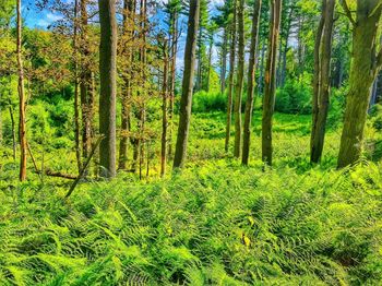 View of pine trees in forest