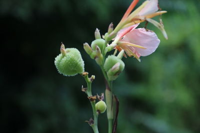 Close-up of flowering plant