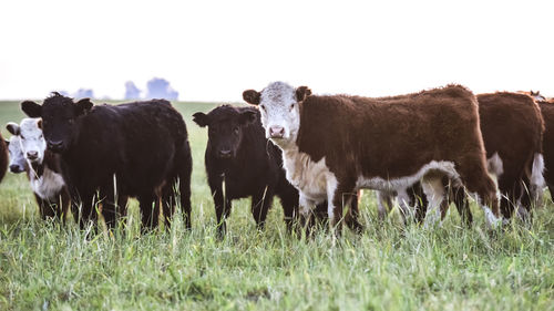 Cows grazing on field