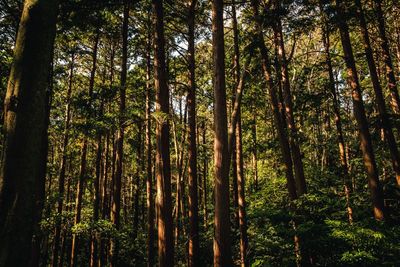 Low angle view of bamboo trees in forest