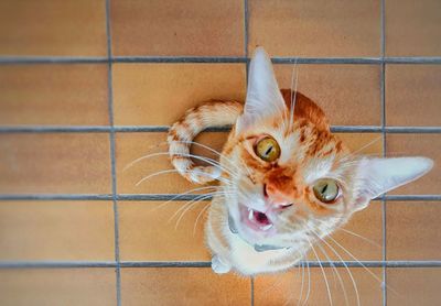 Portrait of cat on tiled floor