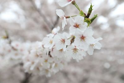 Close-up of white apple blossoms in spring