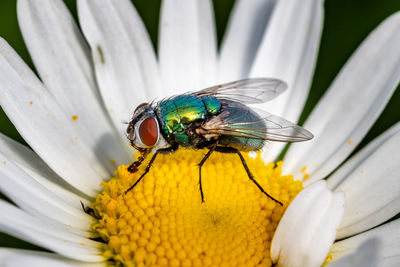 Close-up of fly pollinating on flower