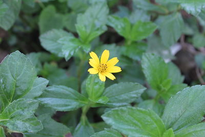 Close-up of yellow flowers blooming outdoors