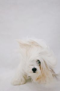 Portrait of dog