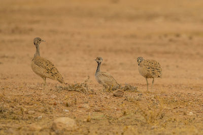 View of birds on field