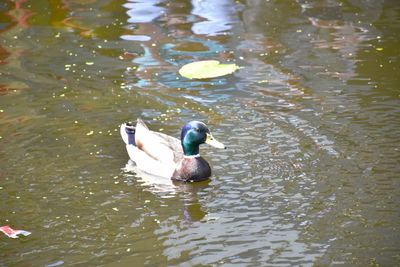 High angle view of duck swimming in lake