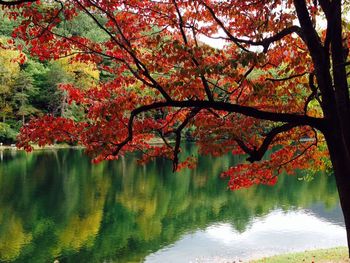 Reflection of trees in water