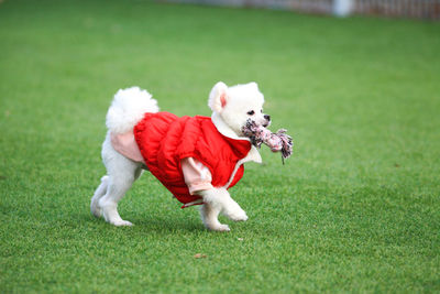 Dog running on grass