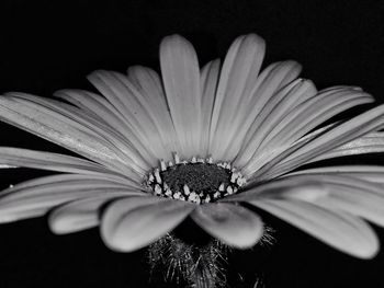 Close-up of flower against black background