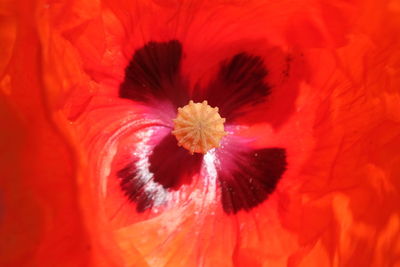 Close-up of red poppy