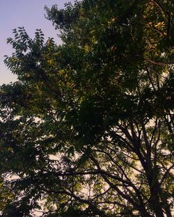 Low angle view of trees against the sky