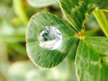 Close-up of green leaves