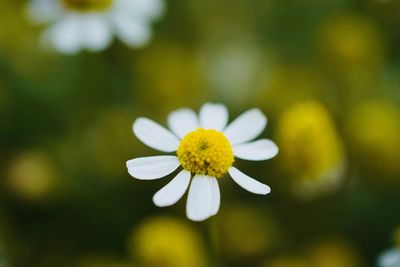 Close-up of white flowering plant