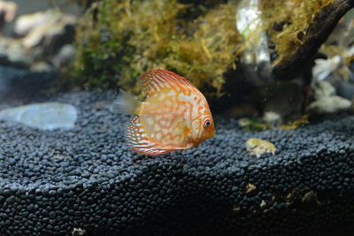 Close-up of fish swimming in sea