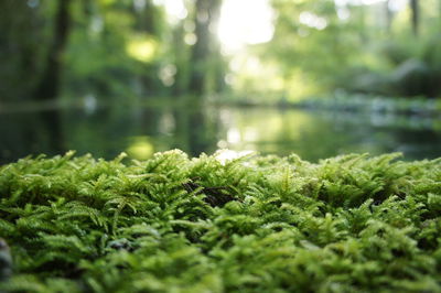 Close-up of moss covered with leaves in foreground