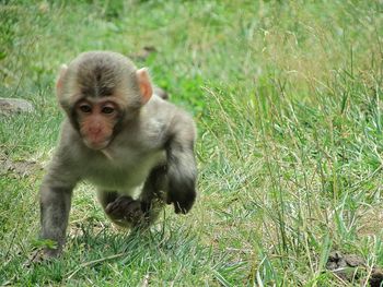 Monkey on field