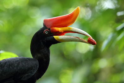 Close-up of hornbill with fruit