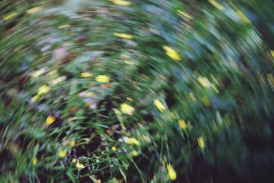 Close-up of blurred plants