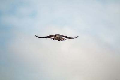 Low angle view of eagle flying in sky