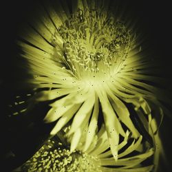 Close-up of flower at night