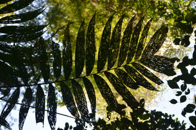 Close-up of leaves on tree trunk