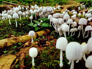 White mushrooms growing on field