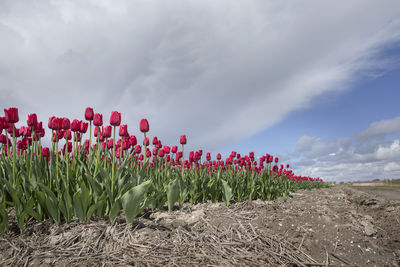 Red flowering plants on field against sky