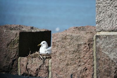 Close up of seagull