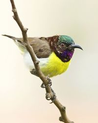 Close-up of bird perching on wall