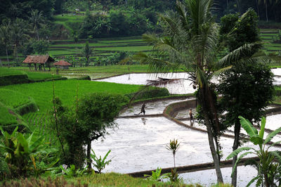 Scenic view of palm trees on landscape