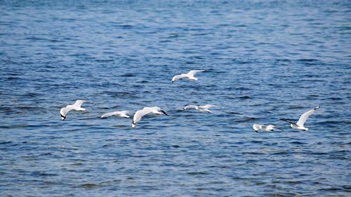 Birds flying over sea