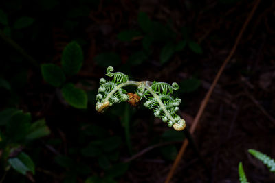 Close-up of flower on plant