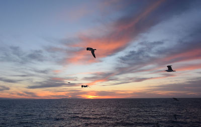 Silhouette bird flying over sea against dramatic sky