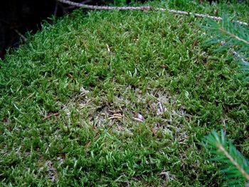 High angle view of lizard on field