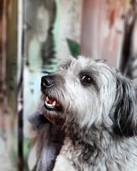 Close-up of dog looking away