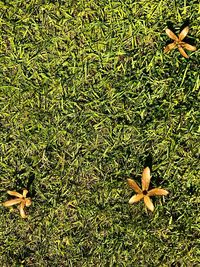 High angle view of grass