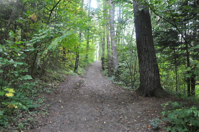 Narrow pathway along trees in forest