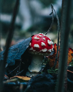 Close-up of red mushroom growing in forest