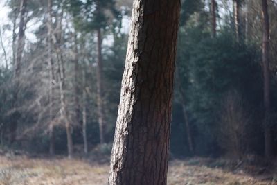 Tree trunk in forest