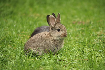 Close-up of a rabbit on field