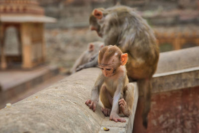 Monkey kid playing on a wall 