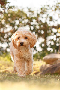 Portrait of dog on tree